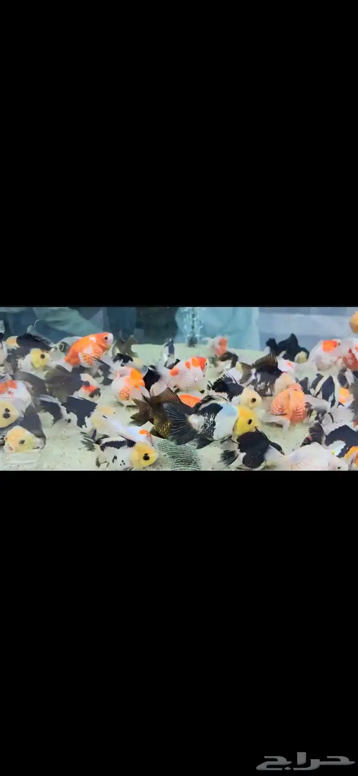 متوفر جميع أنواع اسماك الزينه متوفر جميع مستلزمات السمك 22