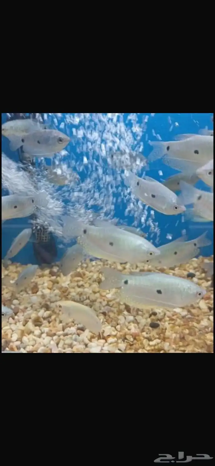 متوفر جميع أنواع اسماك الزينه متوفر جميع مستلزمات السمك 10