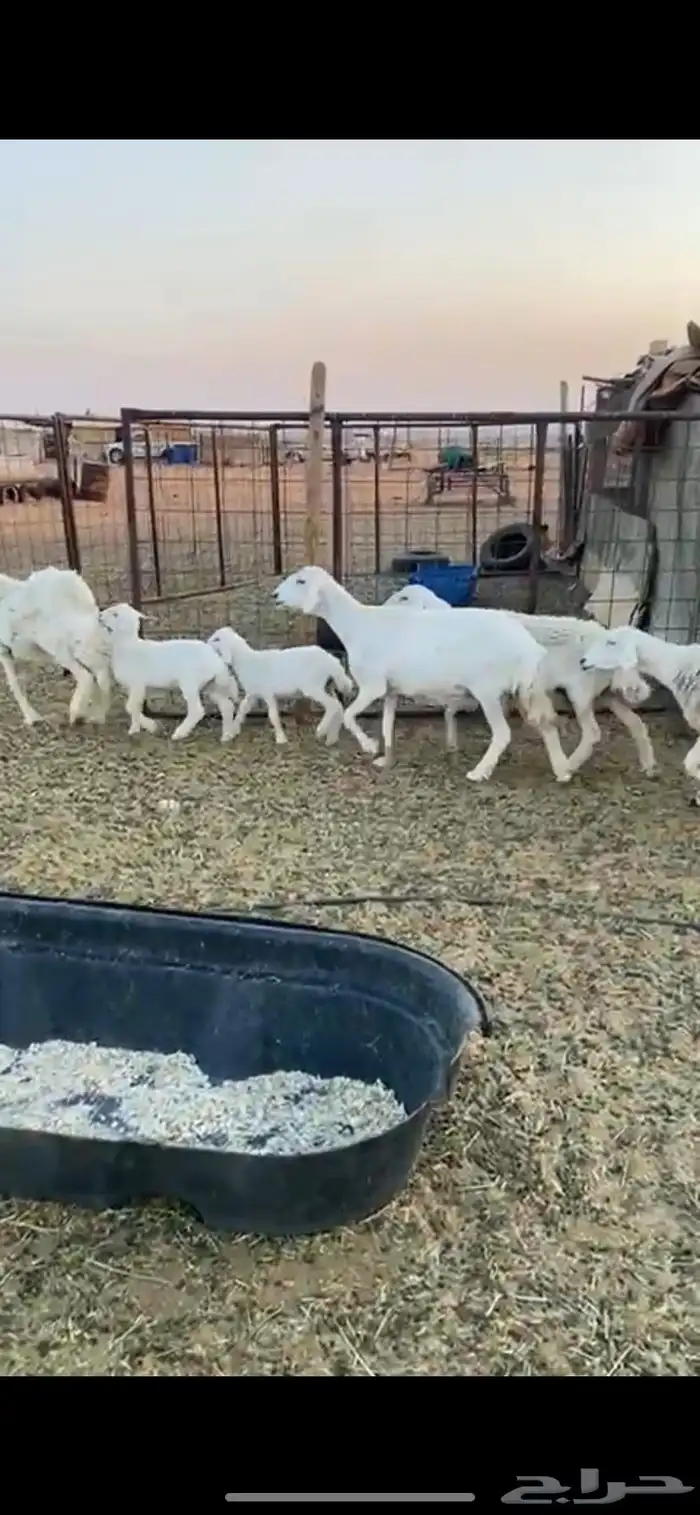 غنم حريات صنف 0