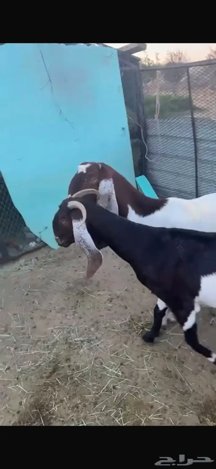 ضان ومعزاء 5