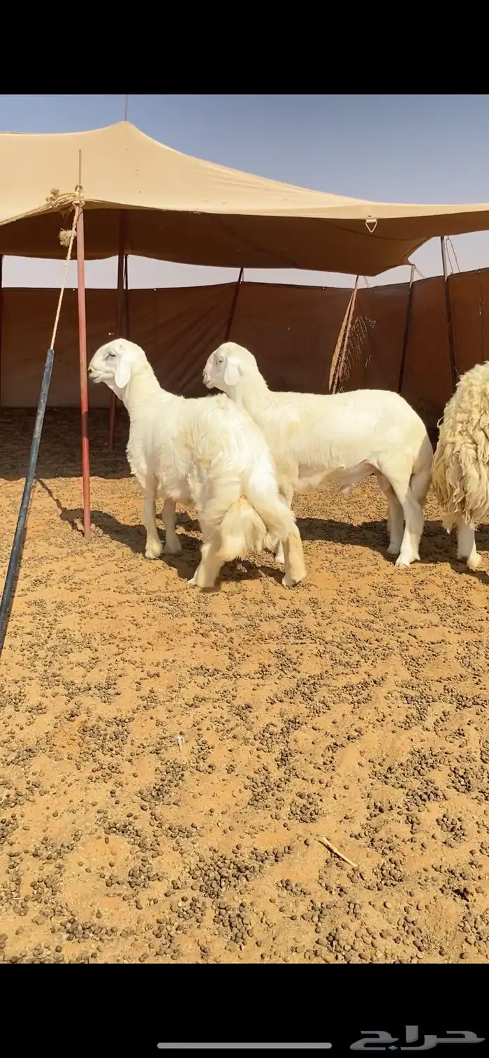 طليان مشاريع فحول 0