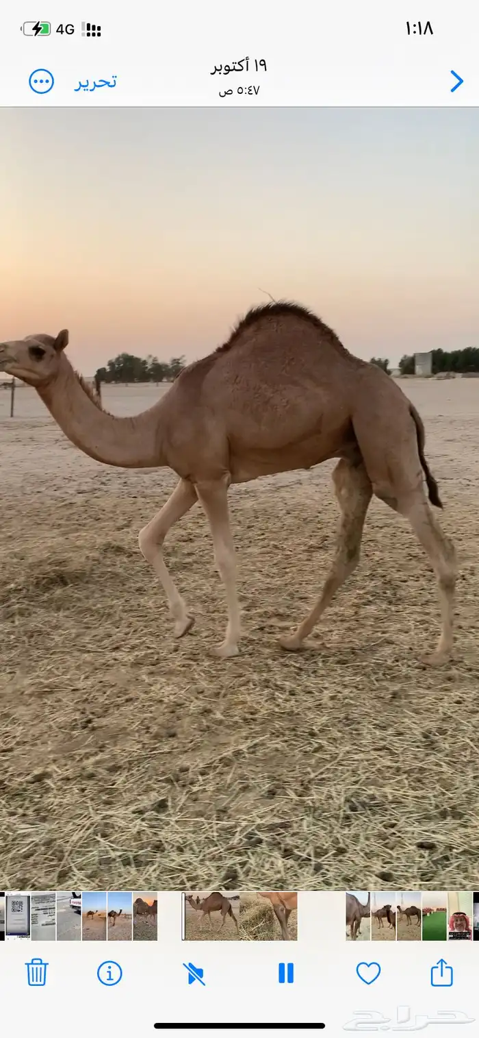 قعود احمر فل شحم تحت امه سليم من جميع الامراض 1