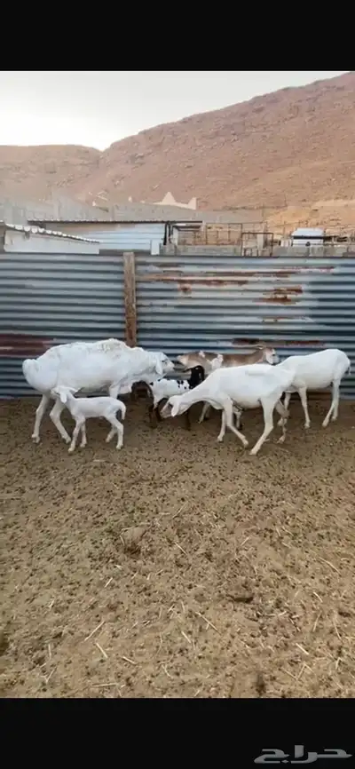 شياة برابر طيبه index