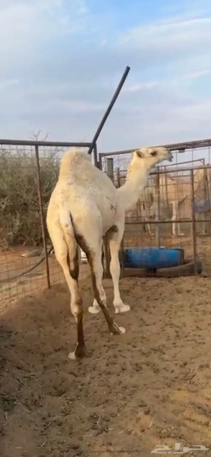 حشو بريات وبكره حقه للبيع 0