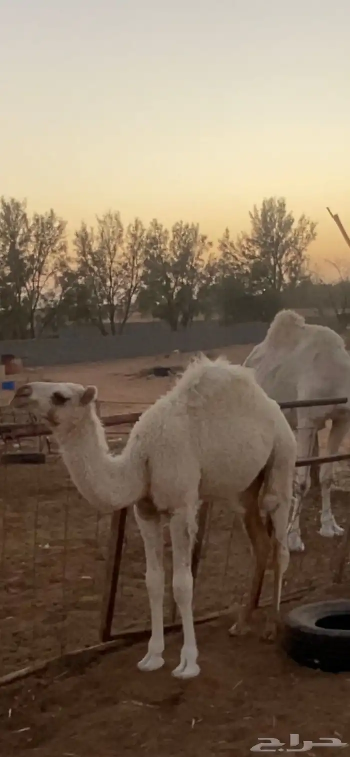 للبيع بكره العمر 5شهور لباني 2