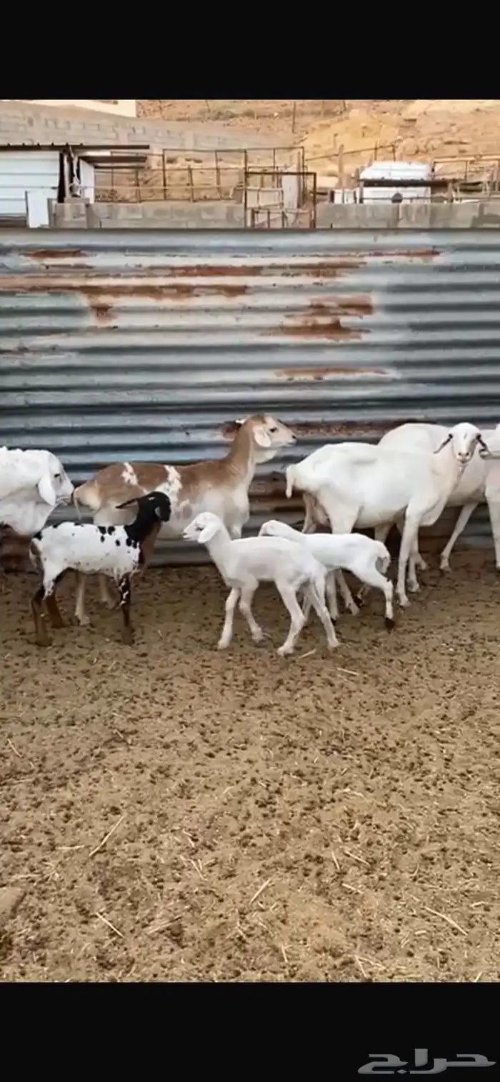 شياة برابر طيبه 1