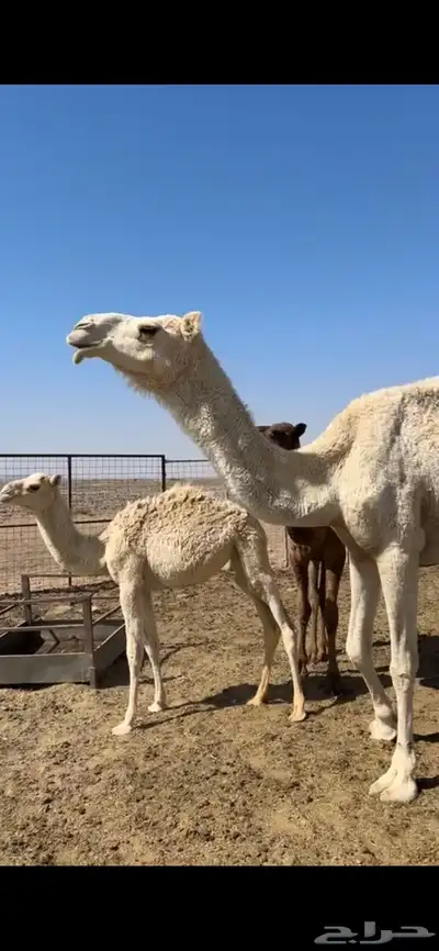 نياق خواوير index