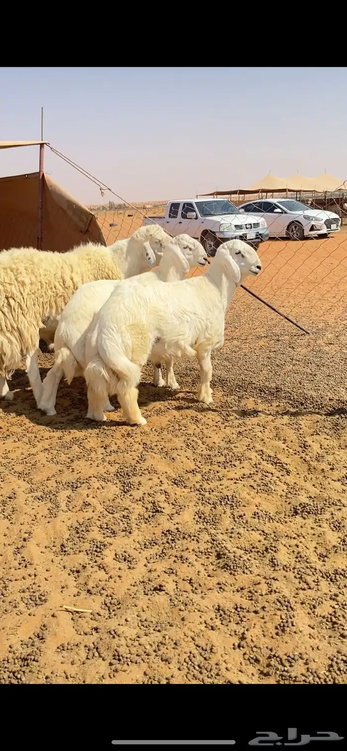 طليان مشاريع فحول 1