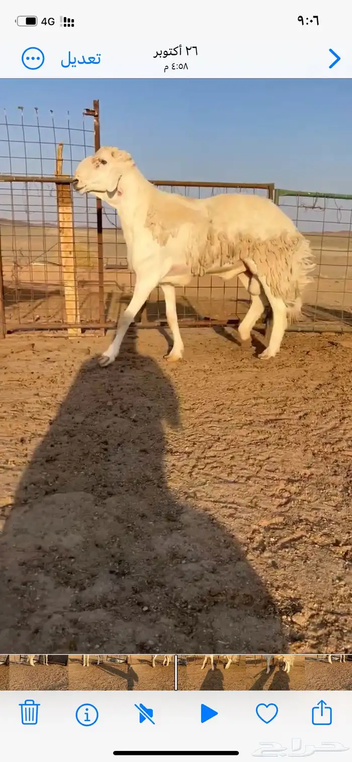 خروف فحل مشروط 1