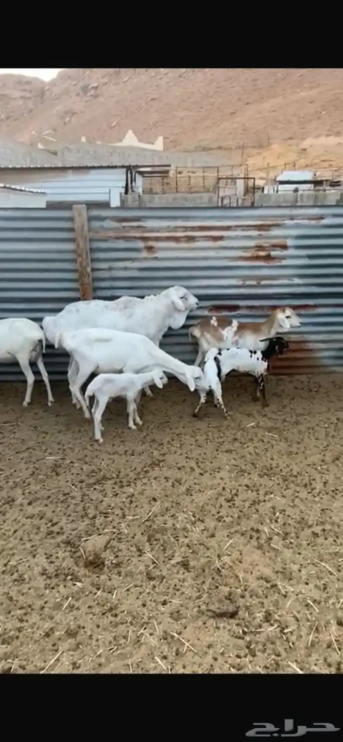 شياة برابر طيبه 2