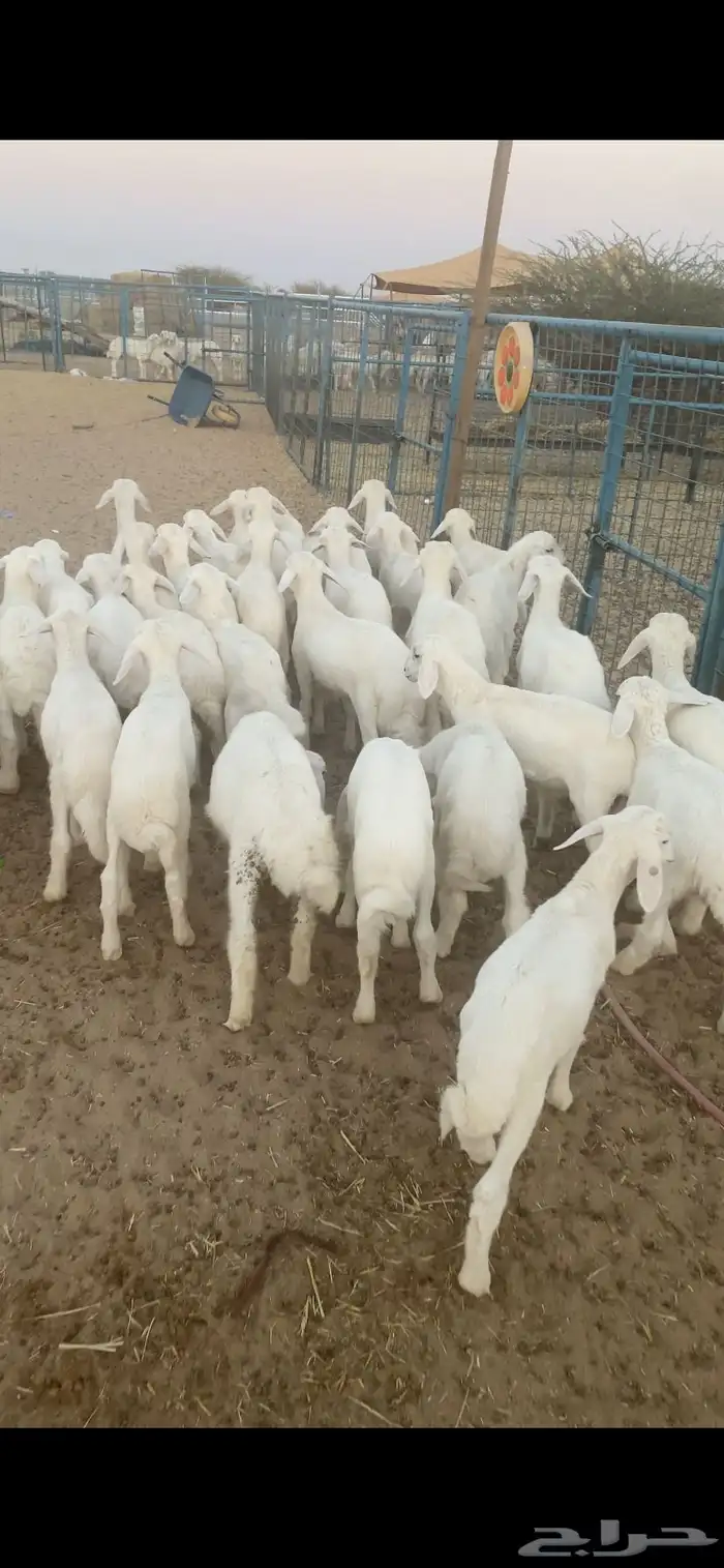 بهم تربيه شعره وشكل تم البيع اضغط متابعه 2