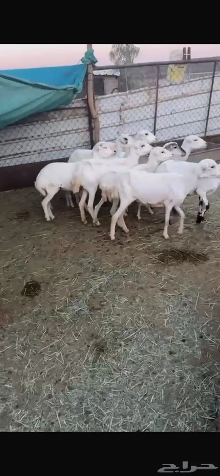 ضان ومعزاء 1