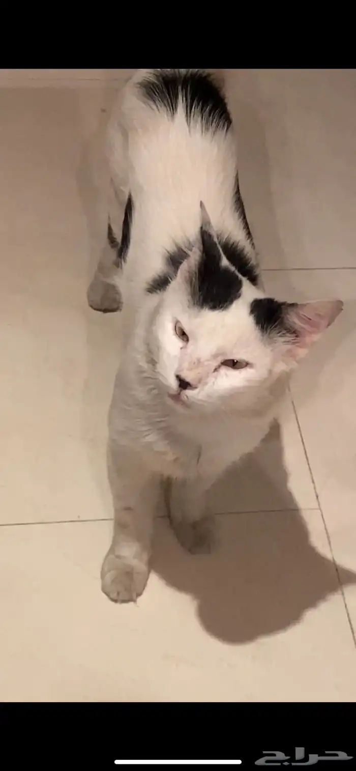 بسي ضايع ب حي الريان في الخرج اللي يشوفه يتواصل مع ذا الرقم 4