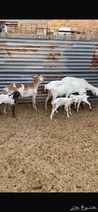 شياة برابر طيبه index