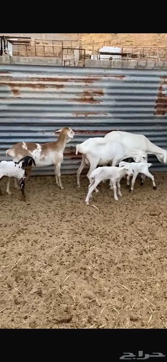 شياة برابر طيبه 5