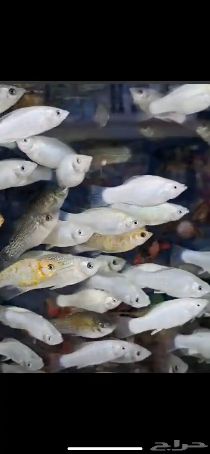 متوفر جميع أنواع اسماك الزينه متوفر جميع مستلزمات السمك 20