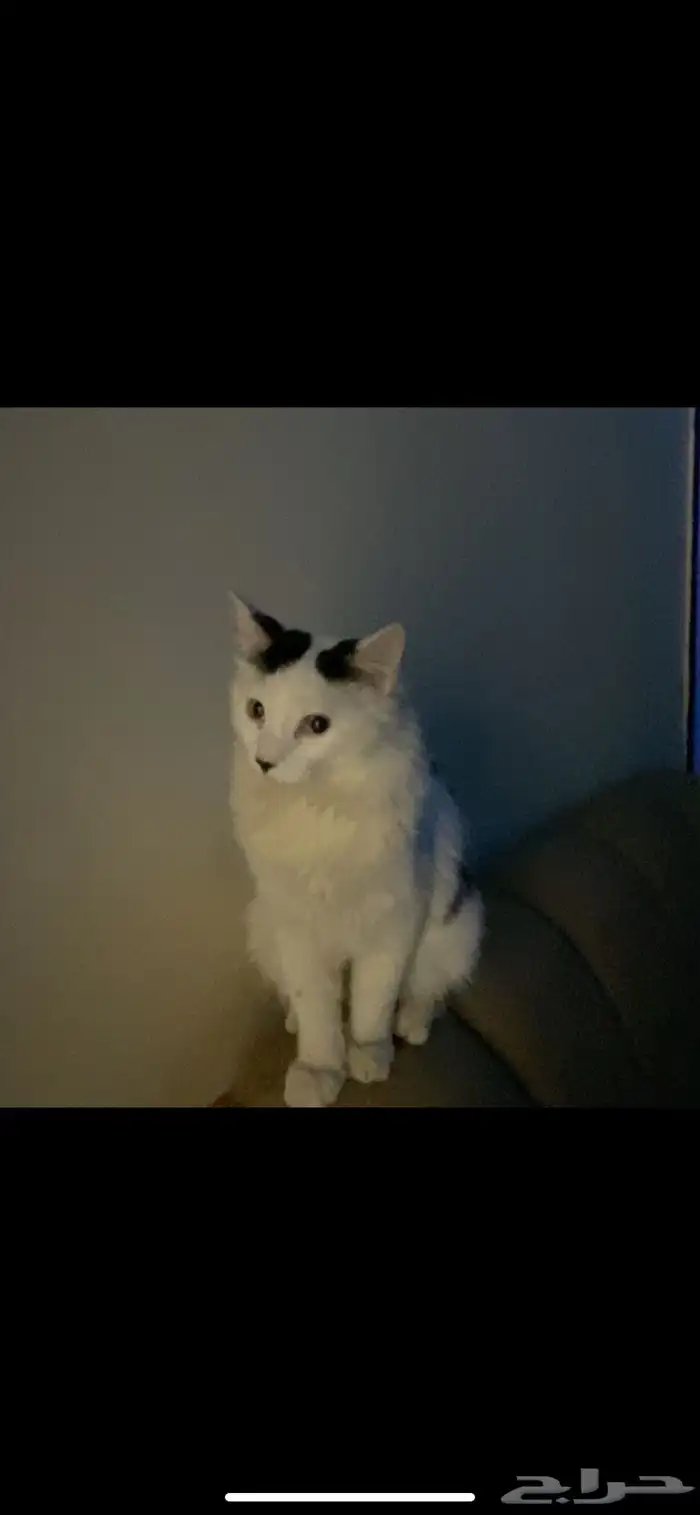 بسي ضايع ب حي الريان في الخرج اللي يشوفه يتواصل مع ذا الرقم 3