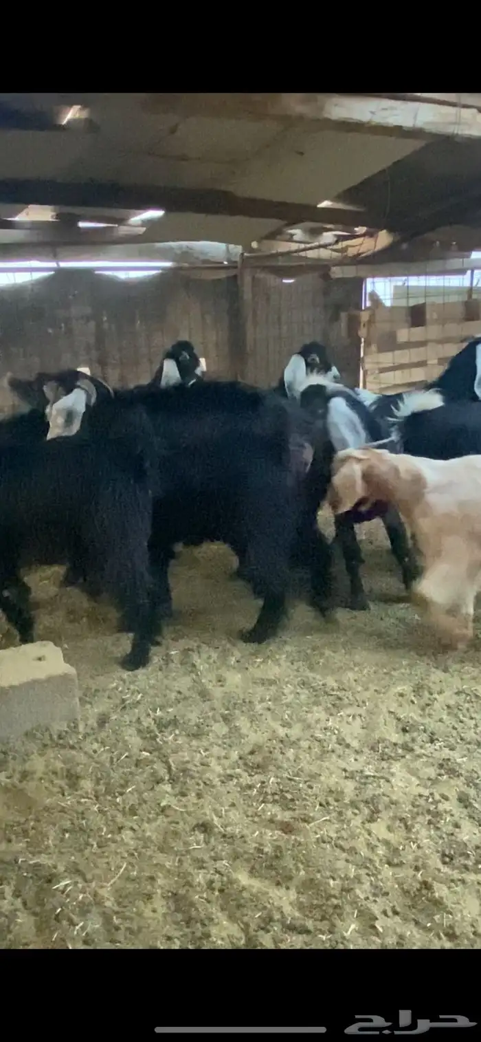 تيوس عوارض مراح واحد 0