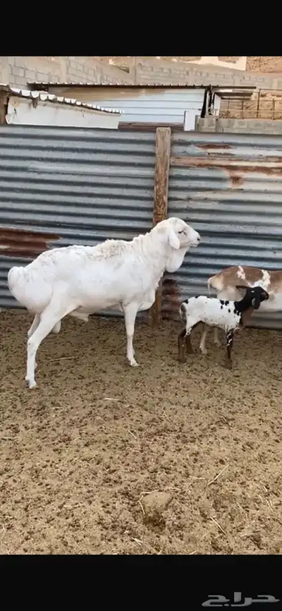 شياة برابر طيبه index