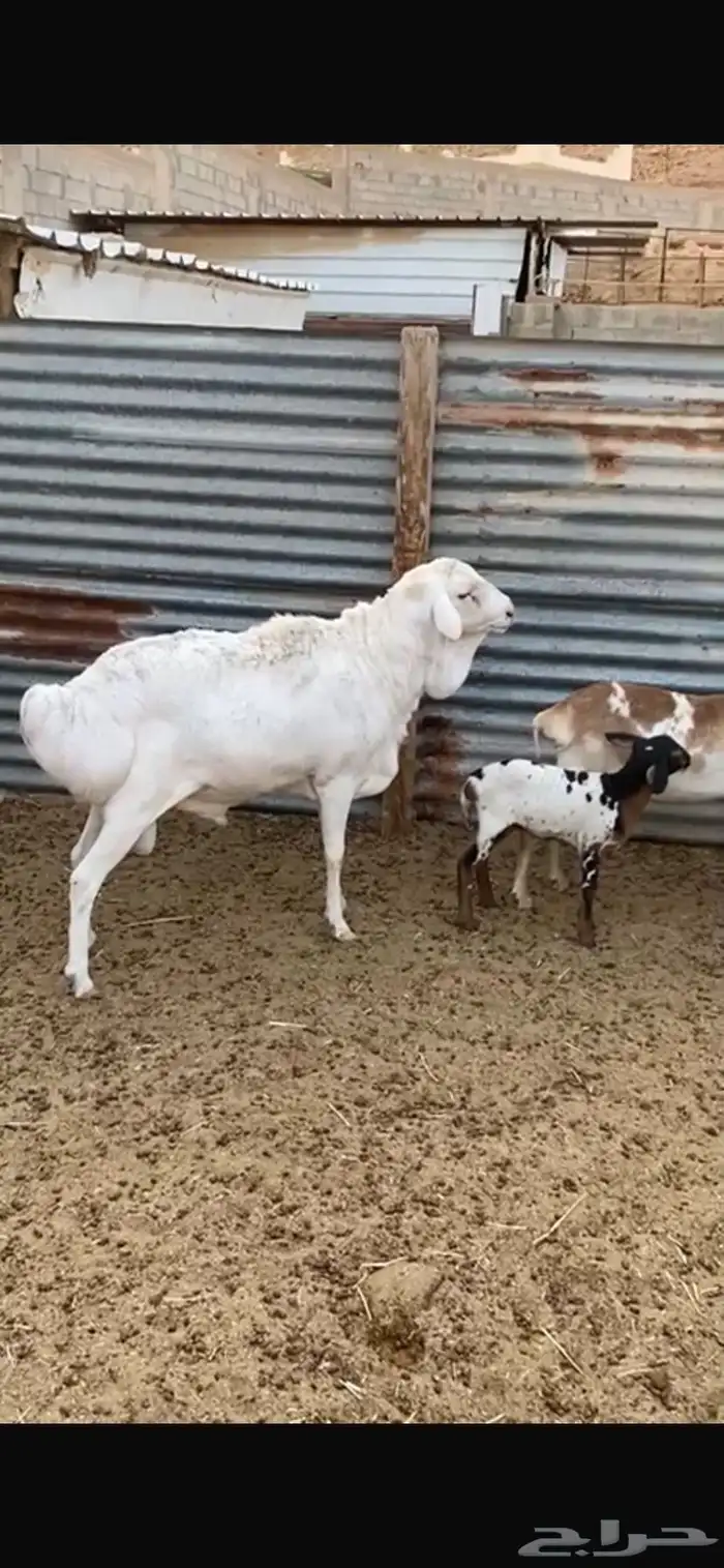 شياة برابر طيبه 0