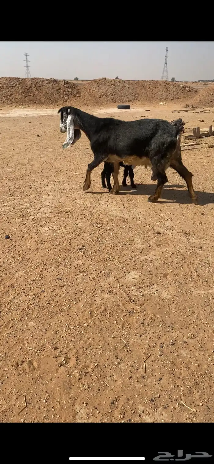 معزا متابيع 3يتبعها5 1