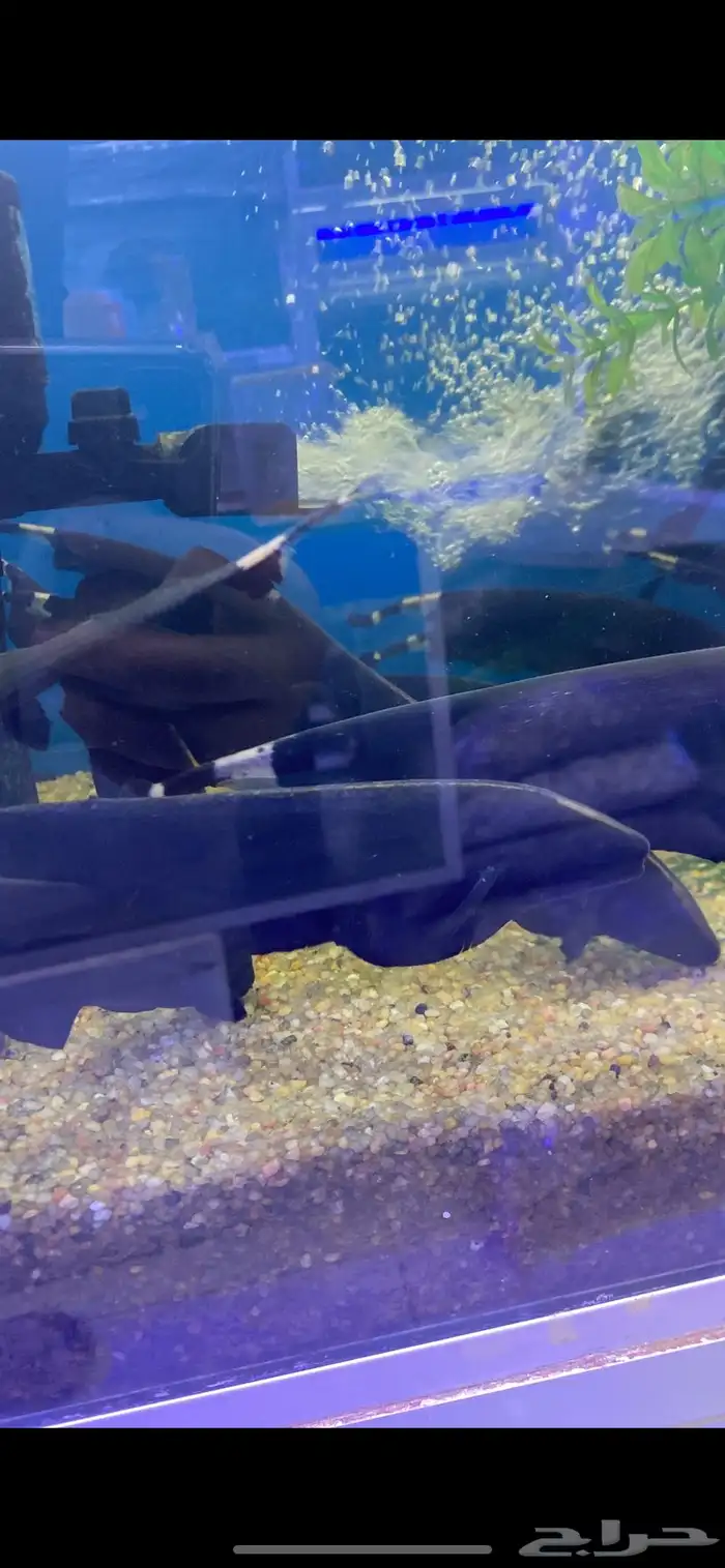 متوفر جميع أنواع اسماك الزينه متوفر جميع مستلزمات السمك 16