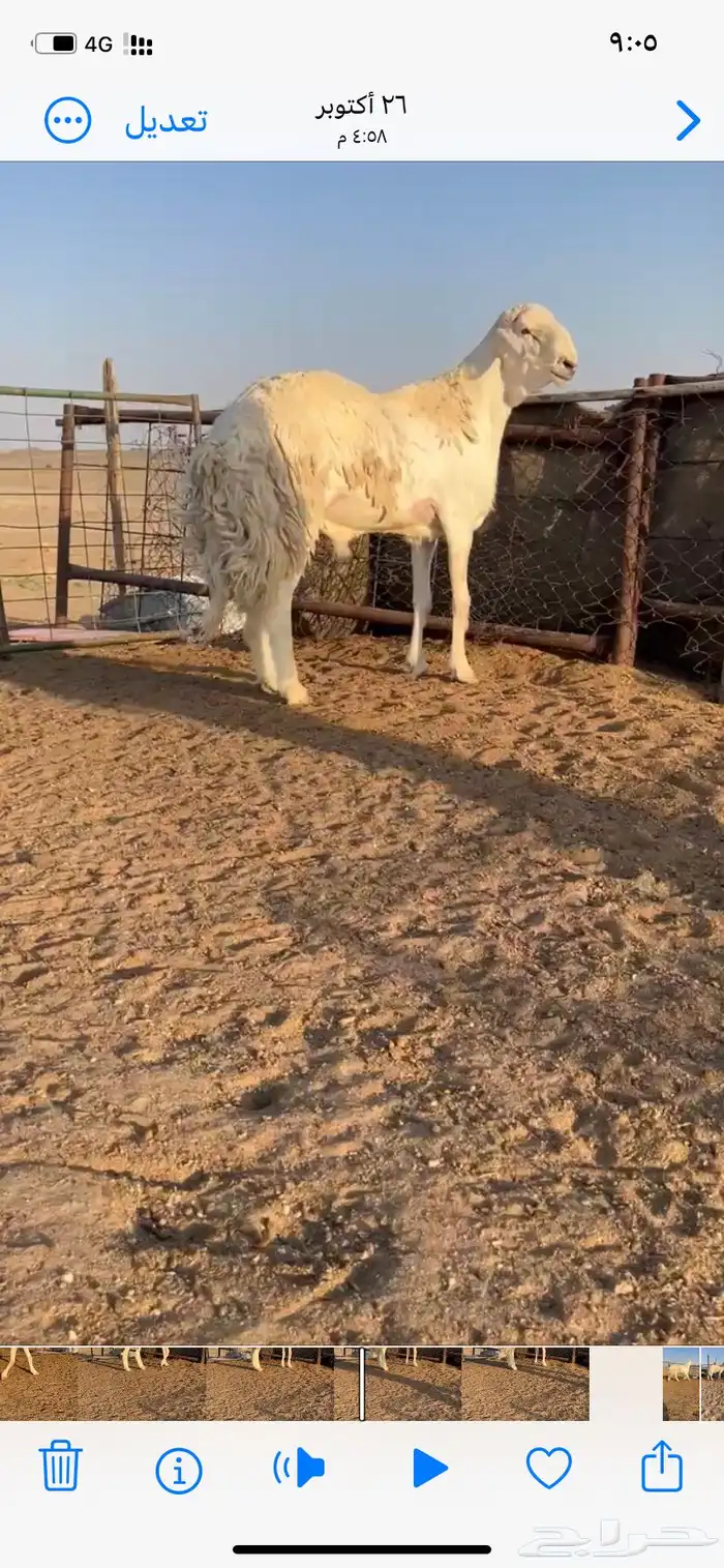 خروف فحل مشروط 2