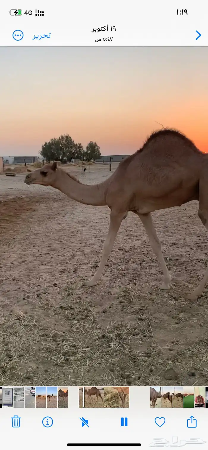 قعود احمر فل شحم تحت امه سليم من جميع الامراض 2