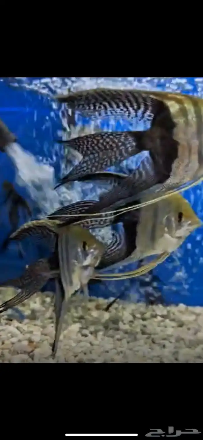 متوفر جميع أنواع اسماك الزينه متوفر جميع مستلزمات السمك 19