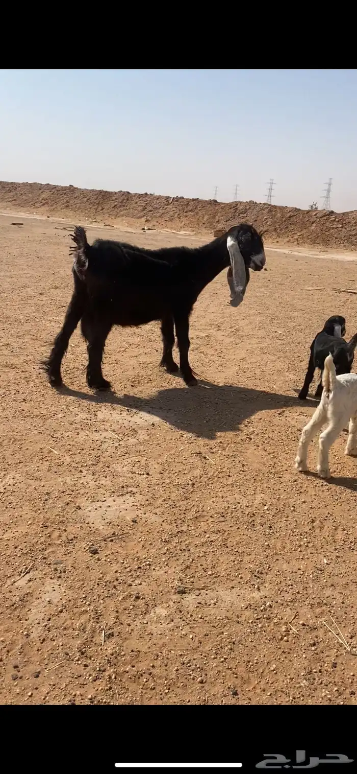 معزا متابيع 3يتبعها5 2