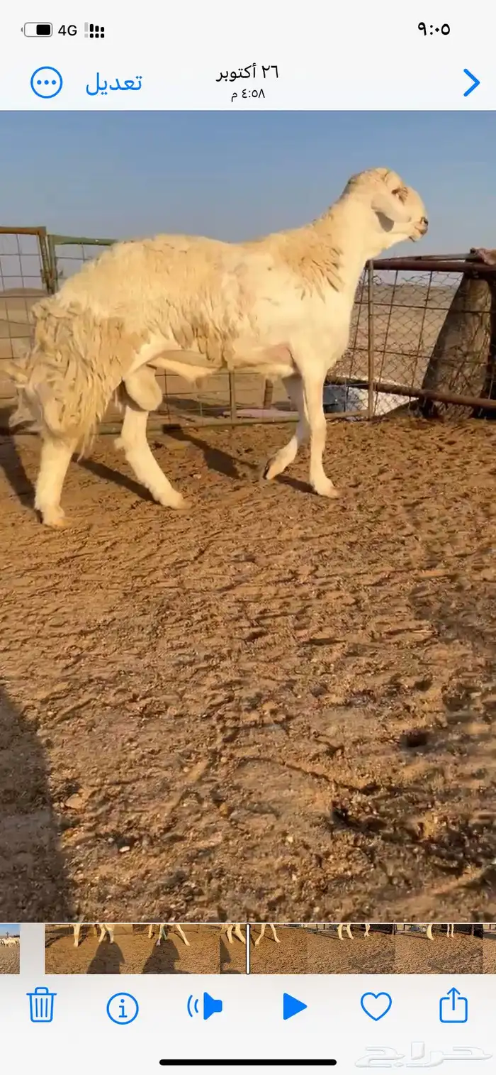 خروف فحل مشروط 3