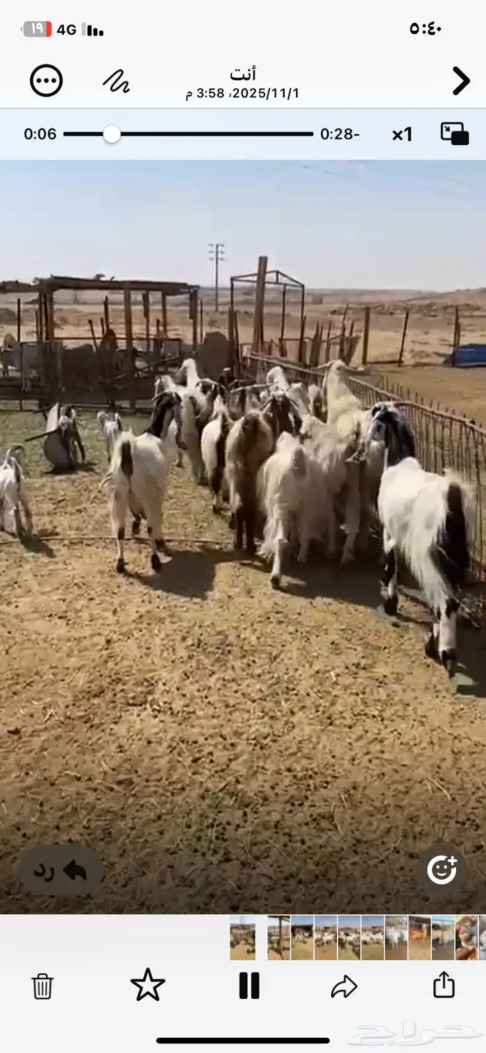 معزا مشاريك حلال مزرعه وحصن دفيع فحص سونار 0