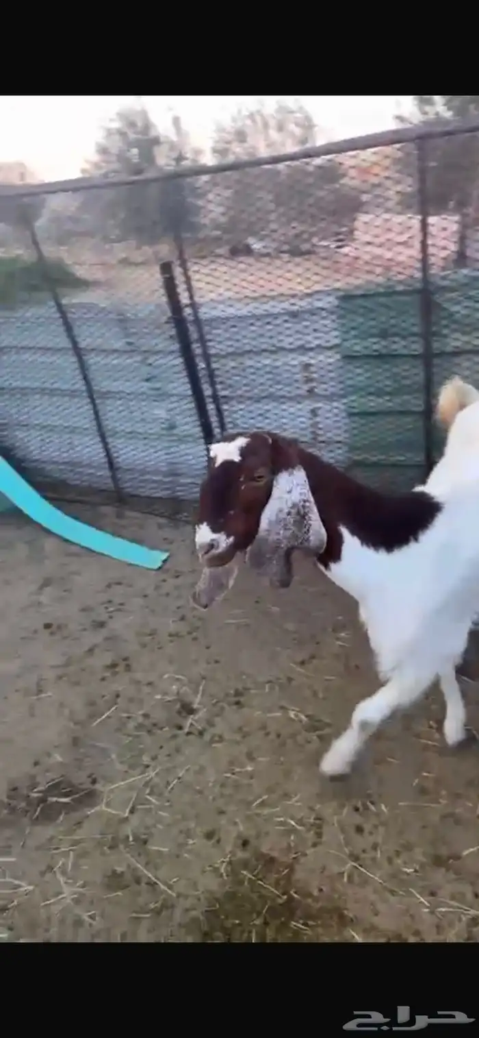 ضان ومعزاء 4