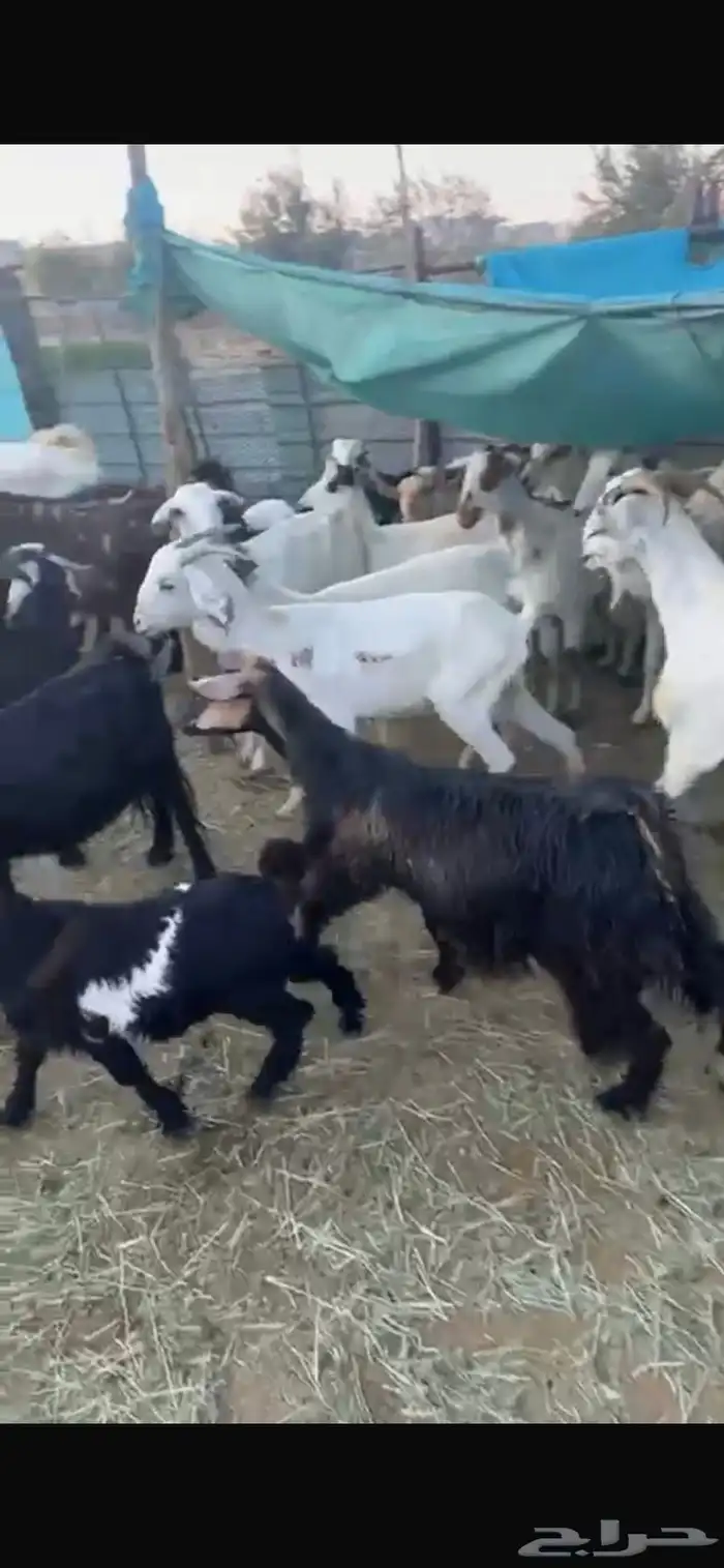 ضان ومعزاء 2