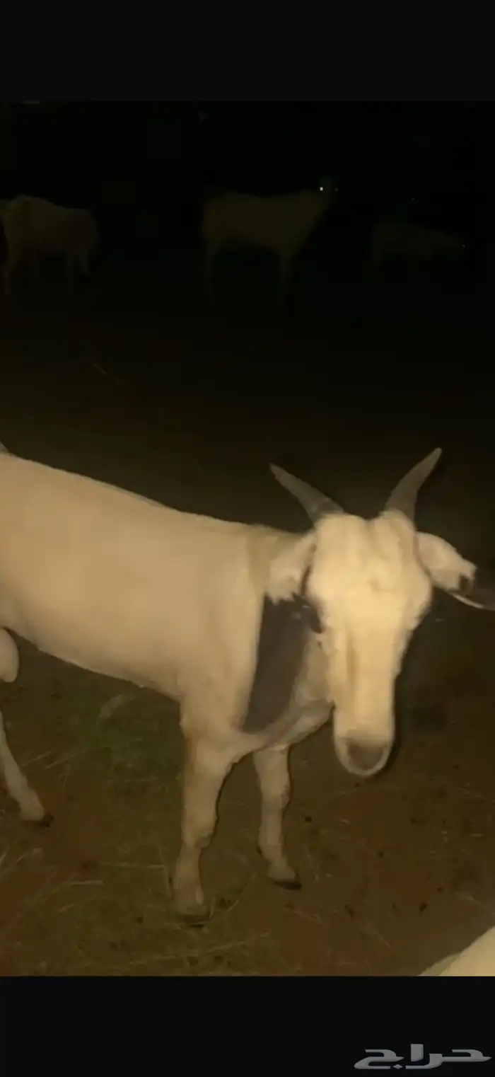 مشروع فحل بيشي صنف الصنف 5