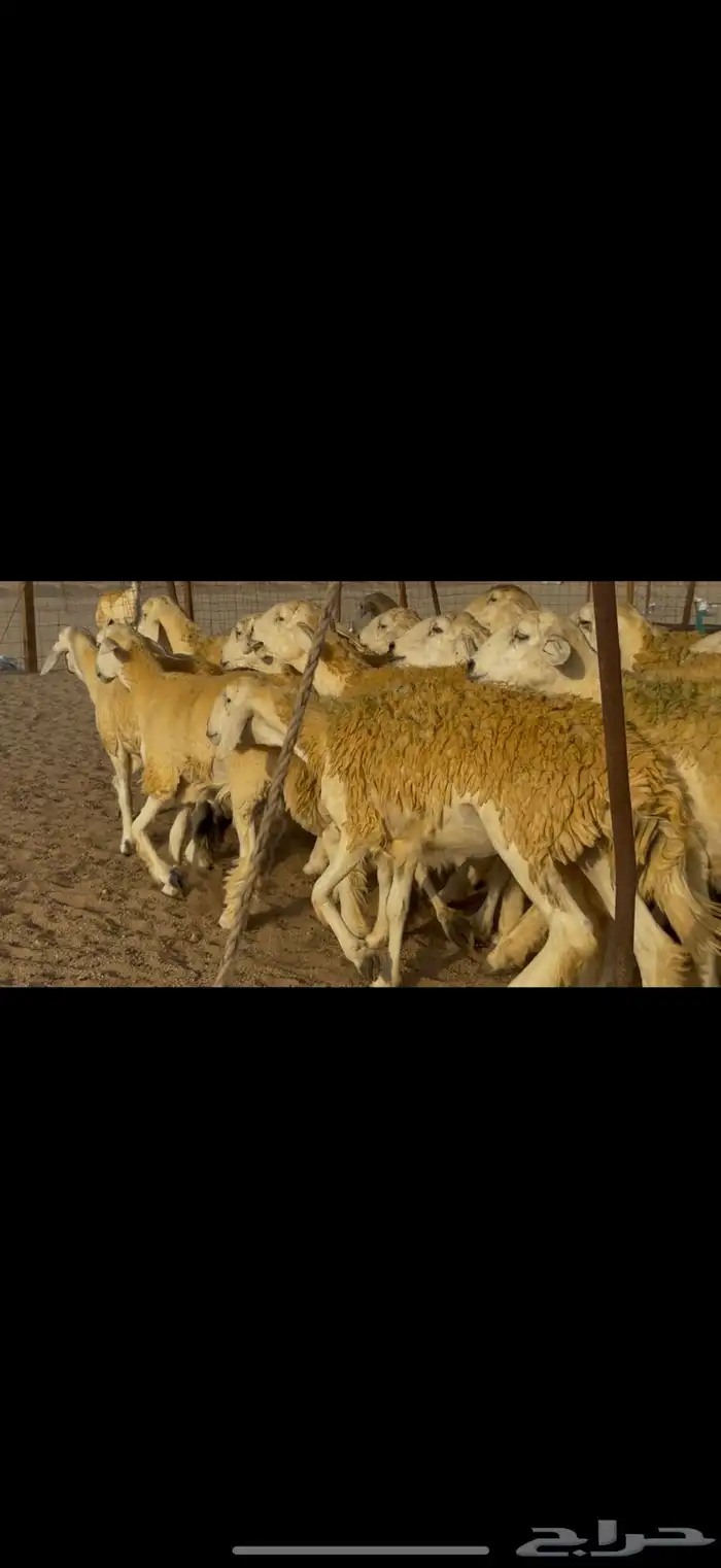 سلام عليكم ورحمة الله وبركاته 7