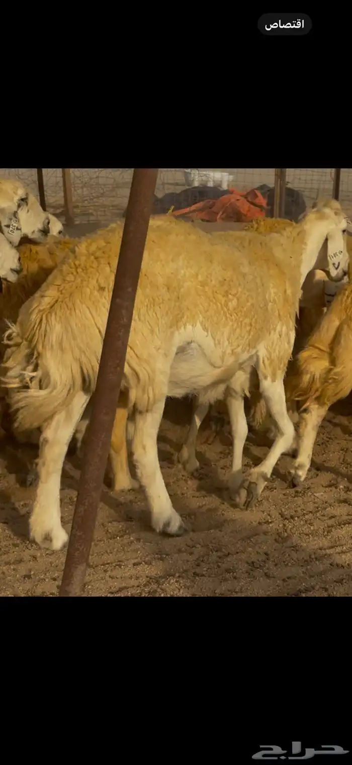 سلام عليكم ورحمة الله وبركاته 1