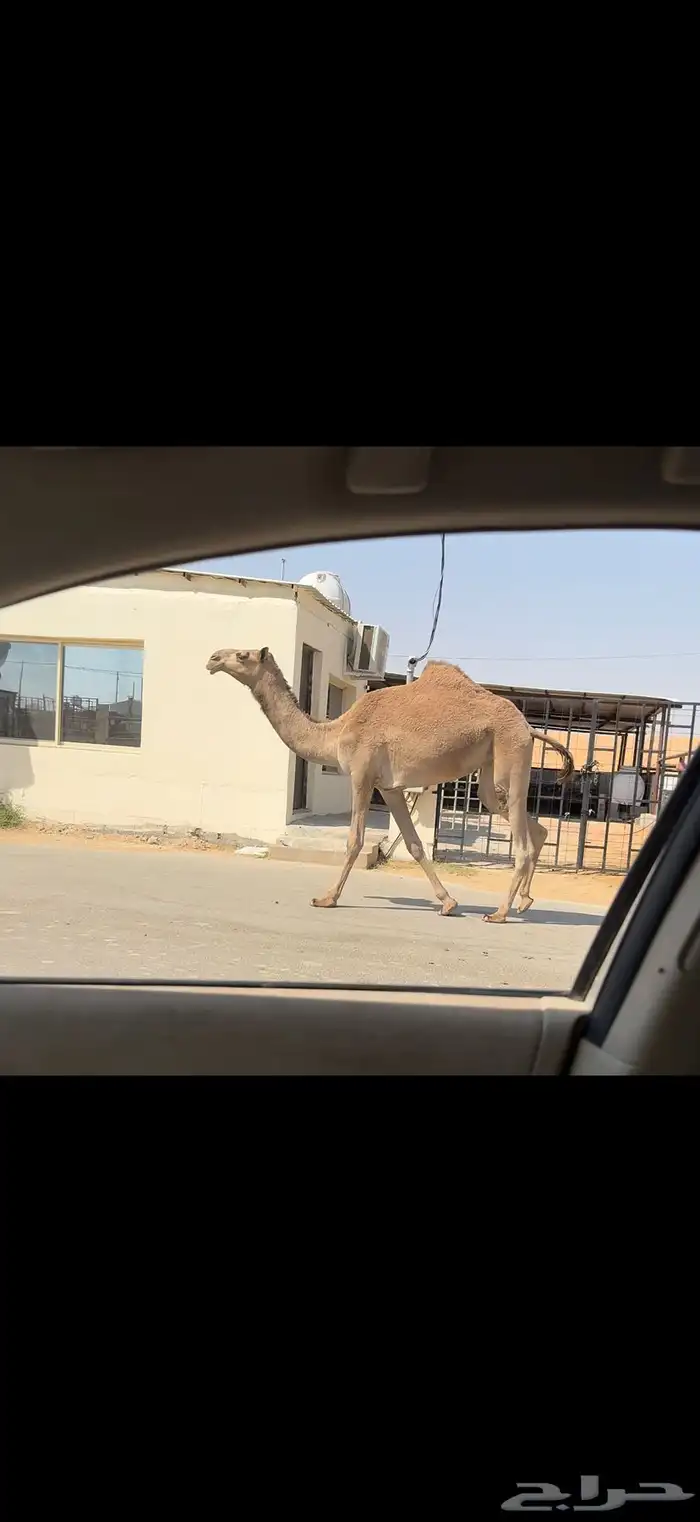 بكره شعلا معشر 8