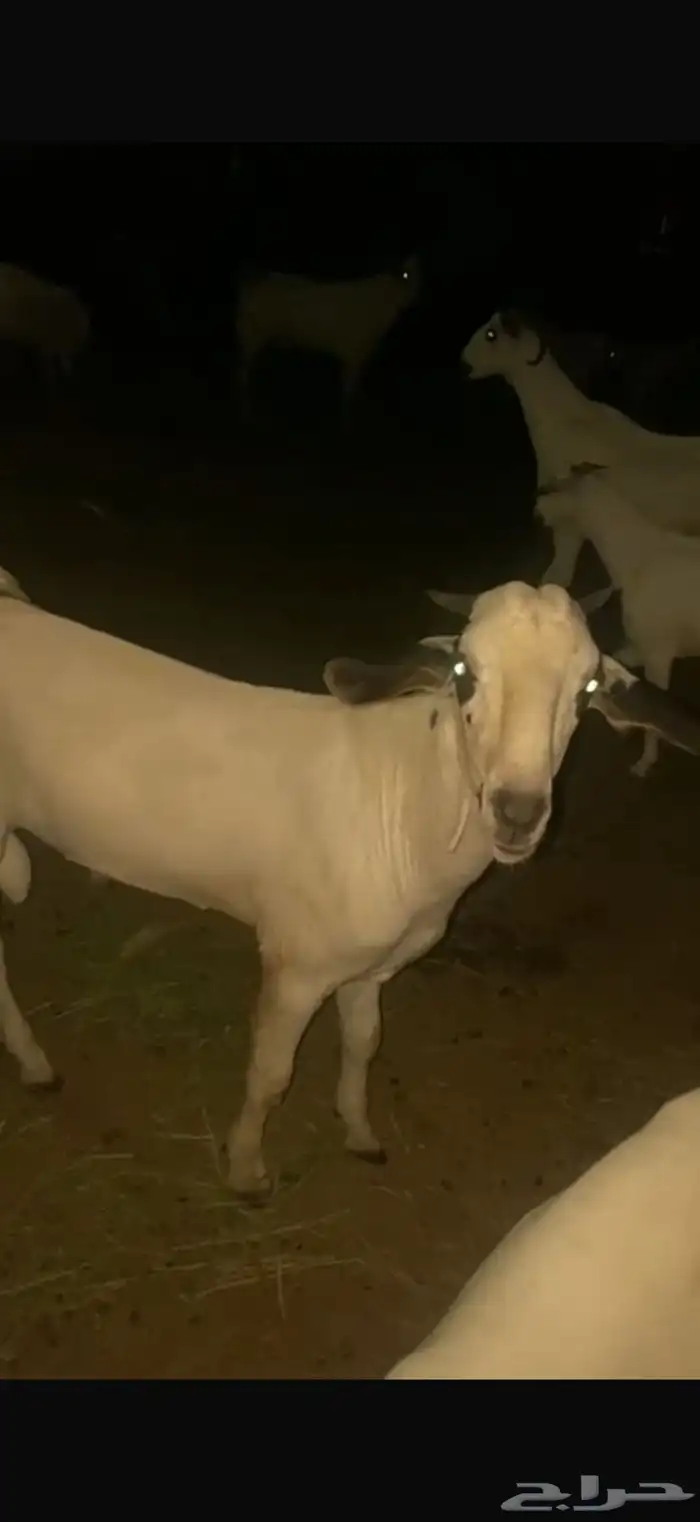 مشروع فحل بيشي صنف الصنف 3