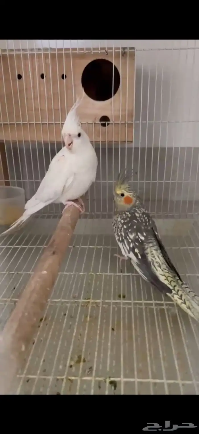 للبيع جوز كروان 3