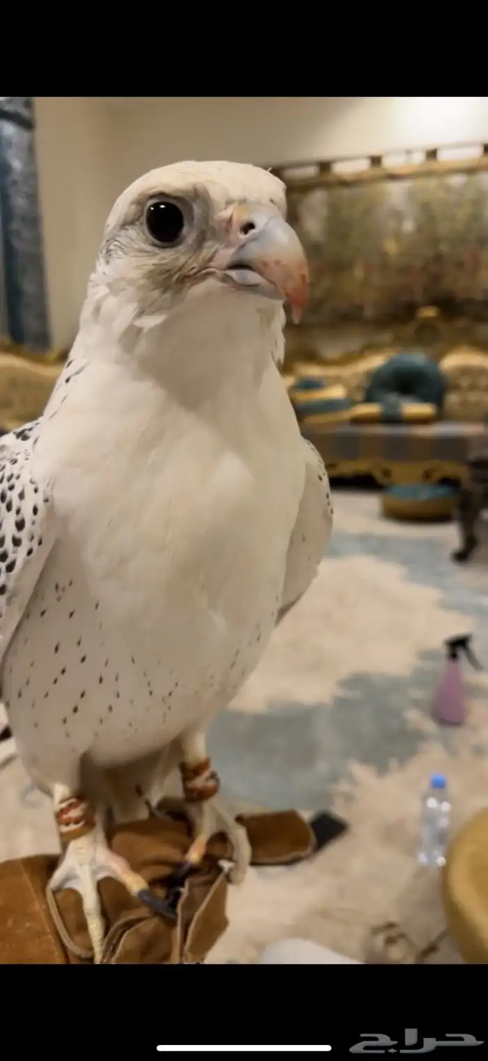 طير جير بيور 2