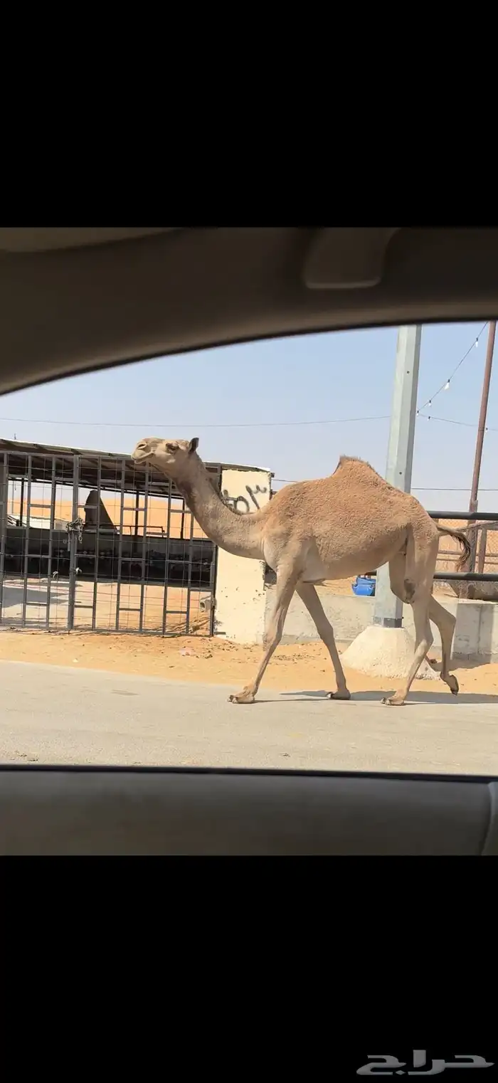 بكره شعلا معشر 7