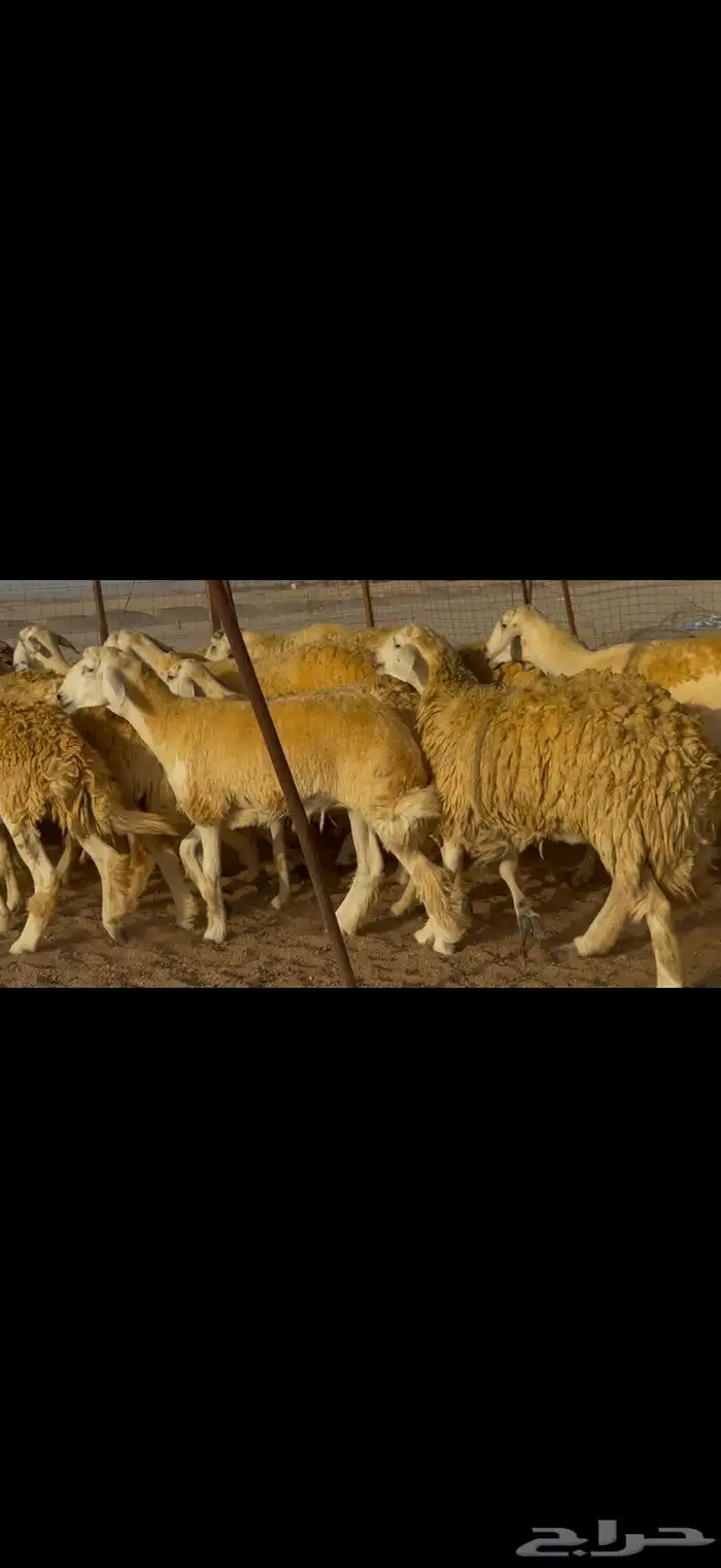 سلام عليكم ورحمة الله وبركاته 11