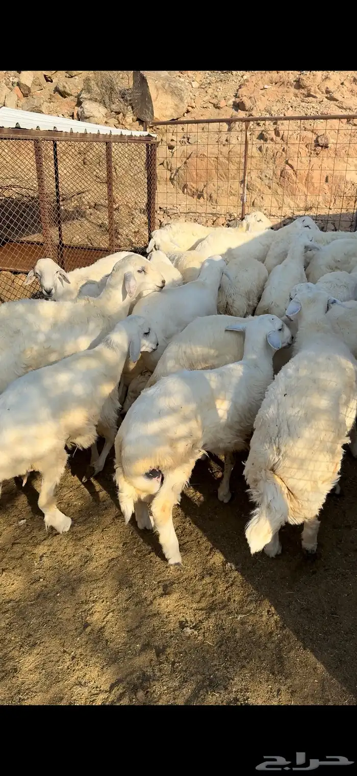 طليان مناسبات 2