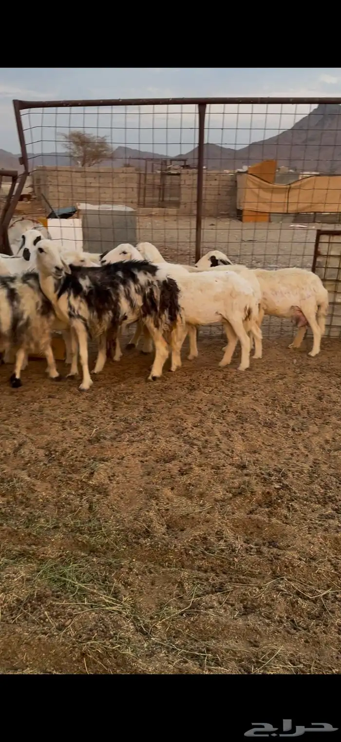 نعاج مضاريع واحده ولد معه رخال 3