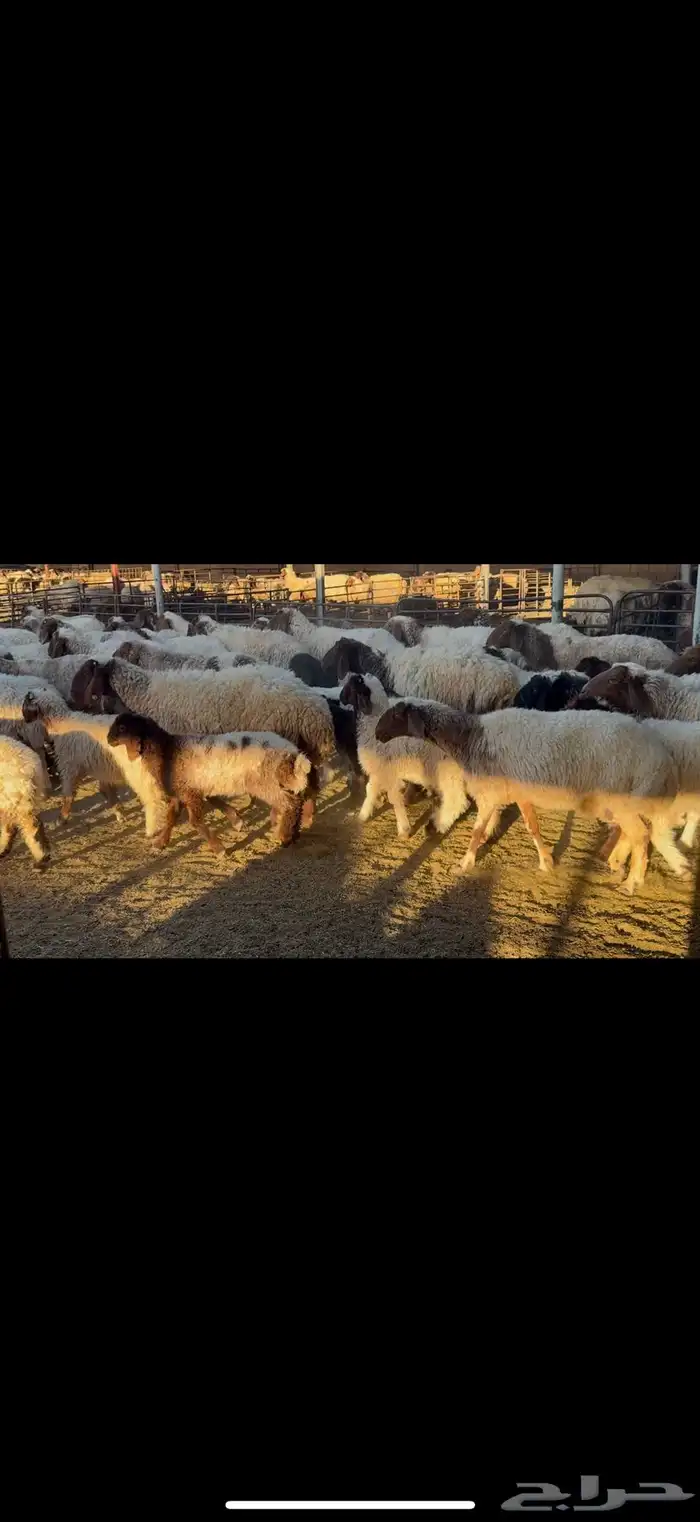 غنم نعيم مطافيل 4