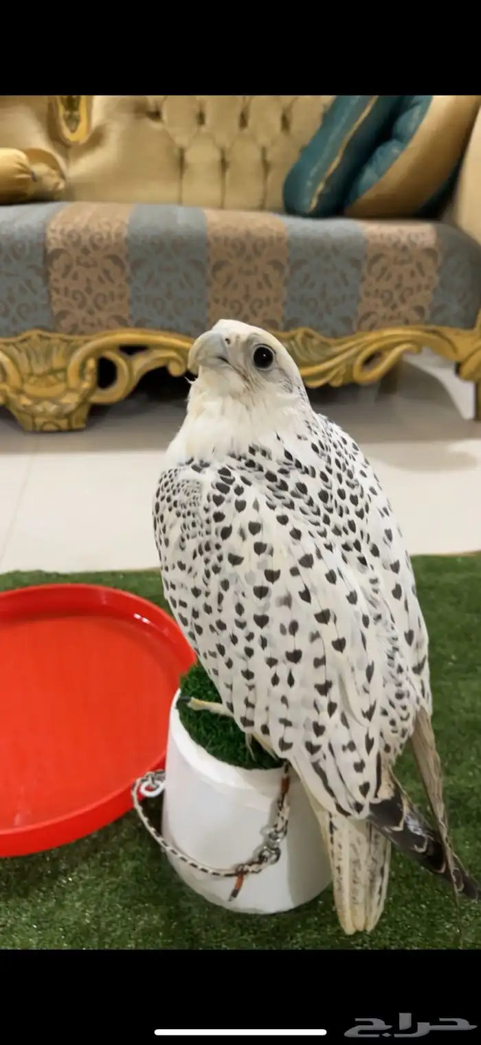 طير جير بيور 6