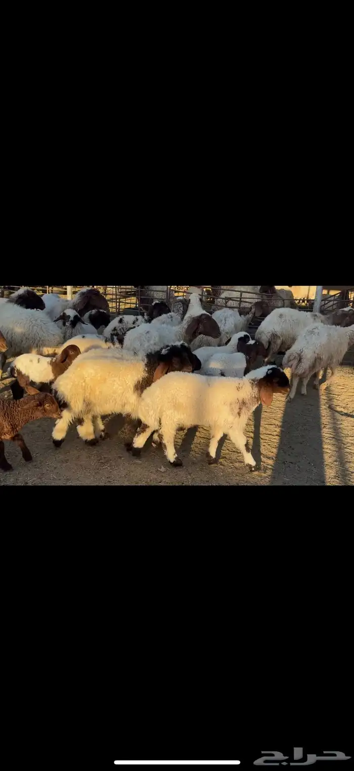 غنم نعيم مطافيل 0