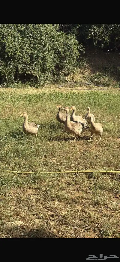 وز عراقي للبيع العدد 6 البيع لااعلى سوم index