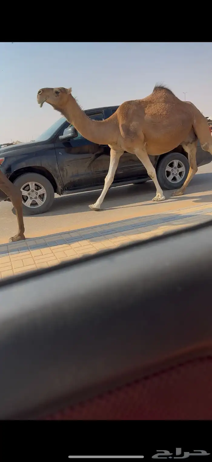 لقحه حمرا كفو 6